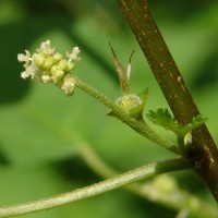 Acalypha fruticosa Forssk.
